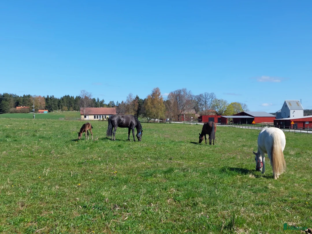  stallplats finnes: Sommarbete - Annons 1