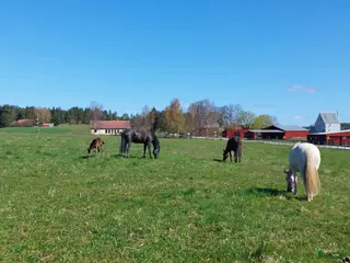 stallplats Sommarbete - Annons 2