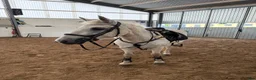 Allround hästar till salu: Superfin D ponny!  - Annons 2