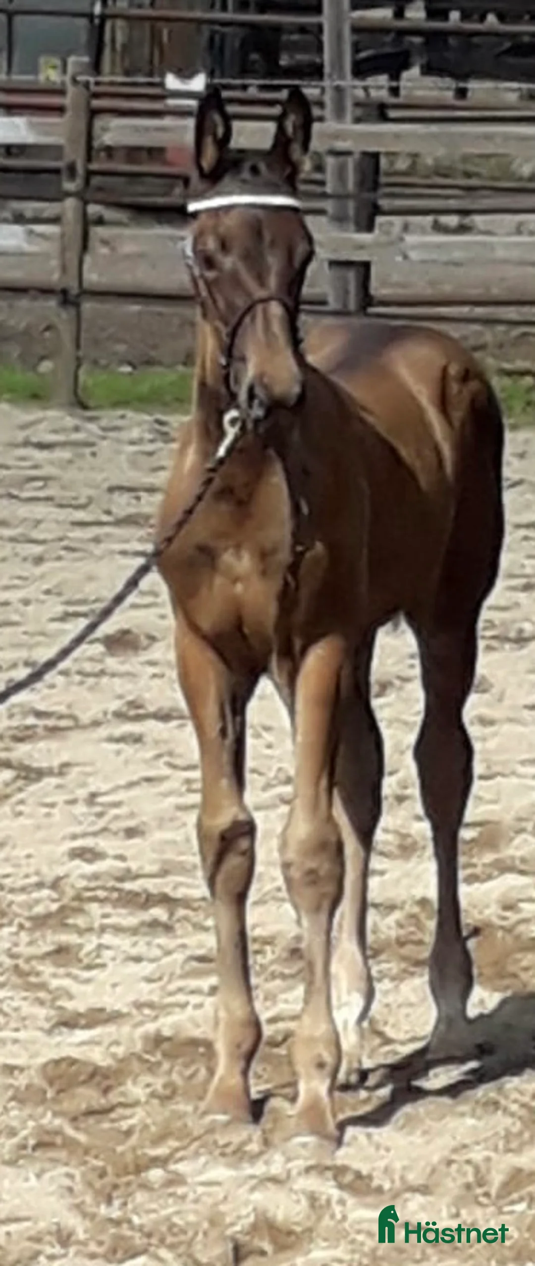 Dressyr hästar till salu: Din framtida dressyrstjärna! - Annons 3