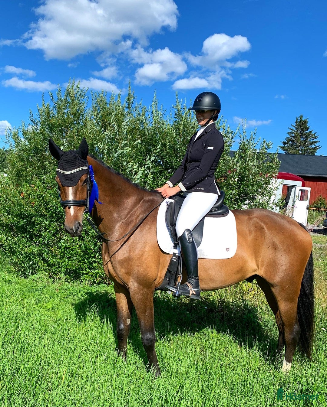 Dressyr hästar till salu: *Ny annons* fin dressyrstammad hobbyhäst till salu i Umeå - Bild 1