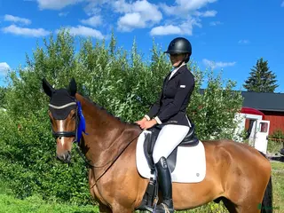 hästar Fin dressyrstammad valack till salu i Umeå - Annons 2