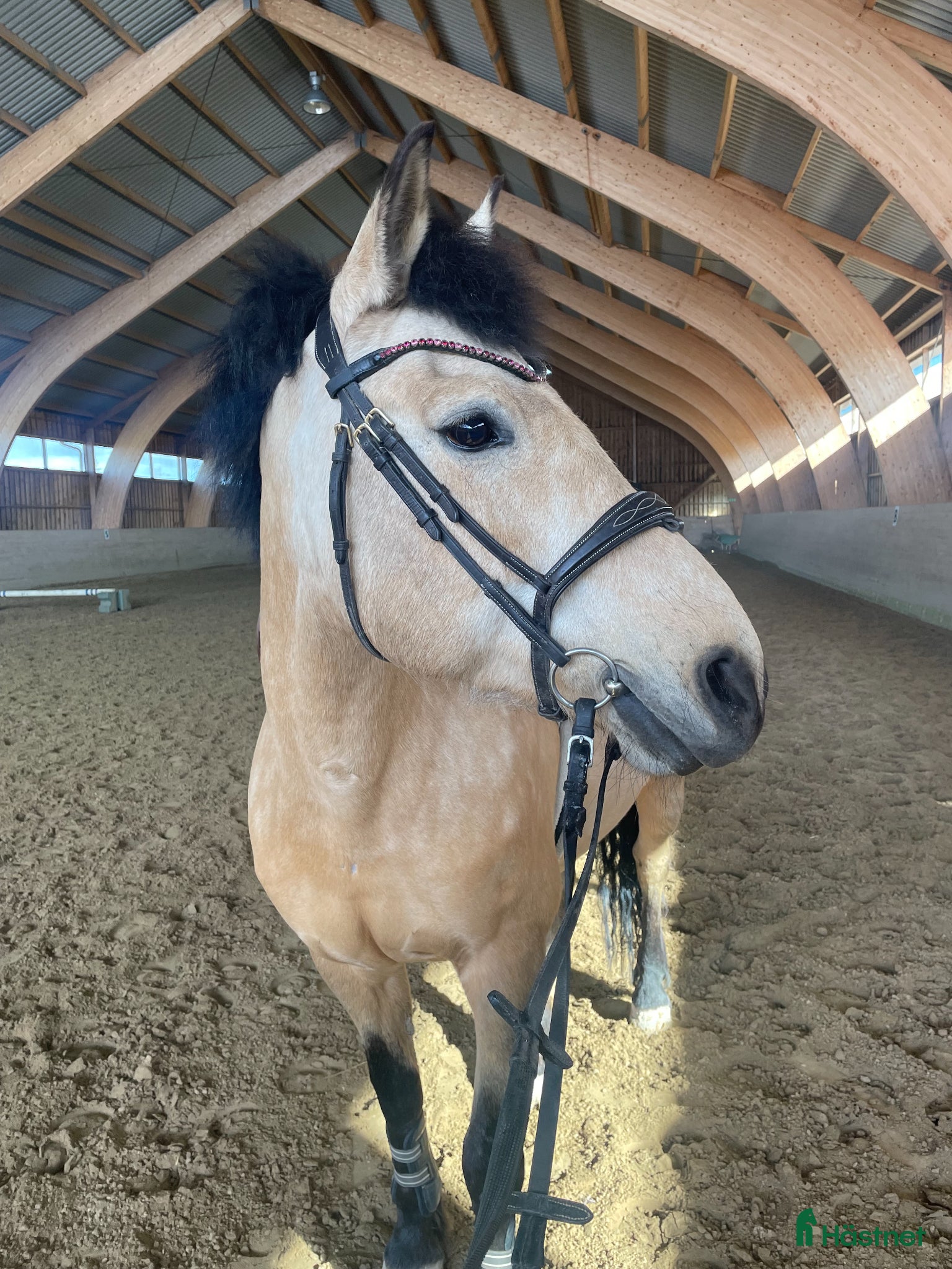  hästar ⭐️Rutinerat d-ponnysto söker nytt hem⭐️ - Annons 1