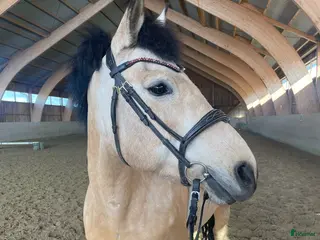 hästar ⭐️Rutinerat d-ponnysto söker nytt hem⭐️ - Annons 1