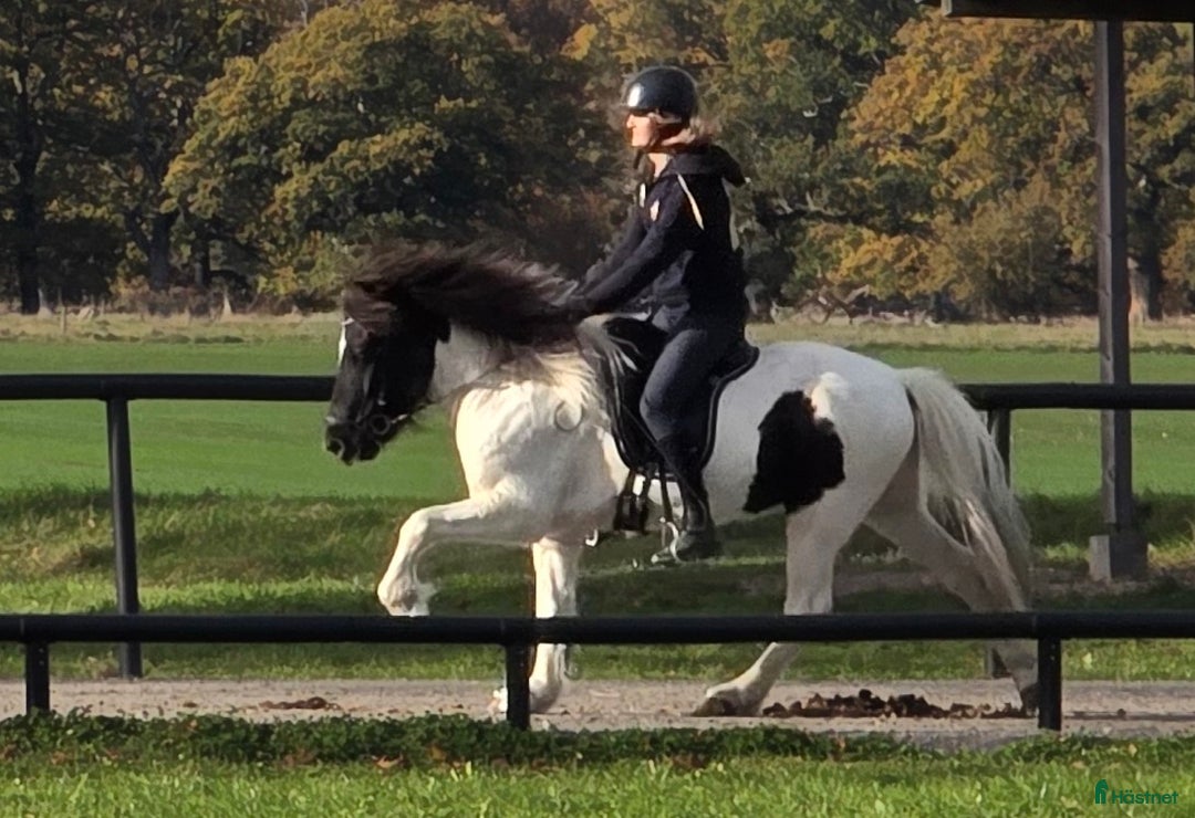 Island hästar till salu: Jupiter från Ishant i Skänninge - Annons 3