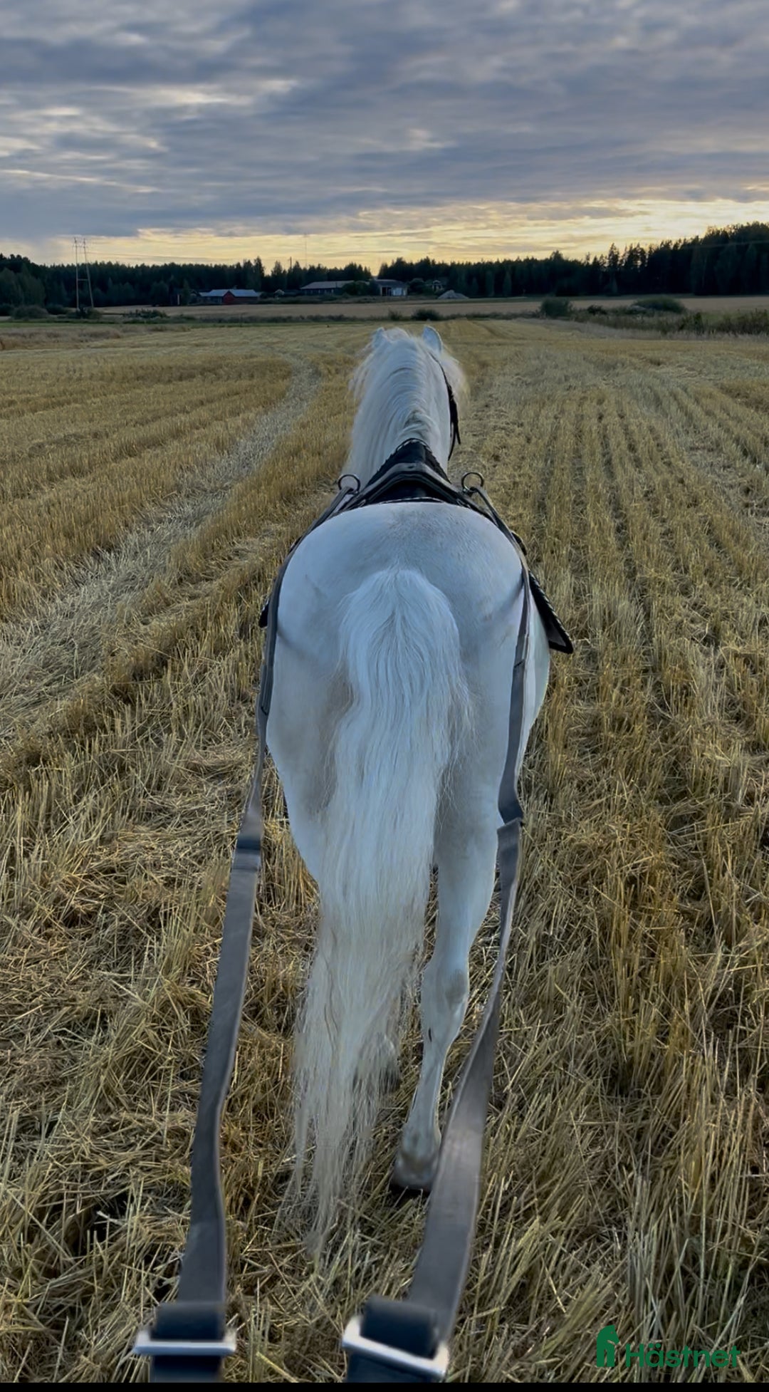 Dressyr hästar till salu: Dream Welsh Pony 10yrs - Annons 11