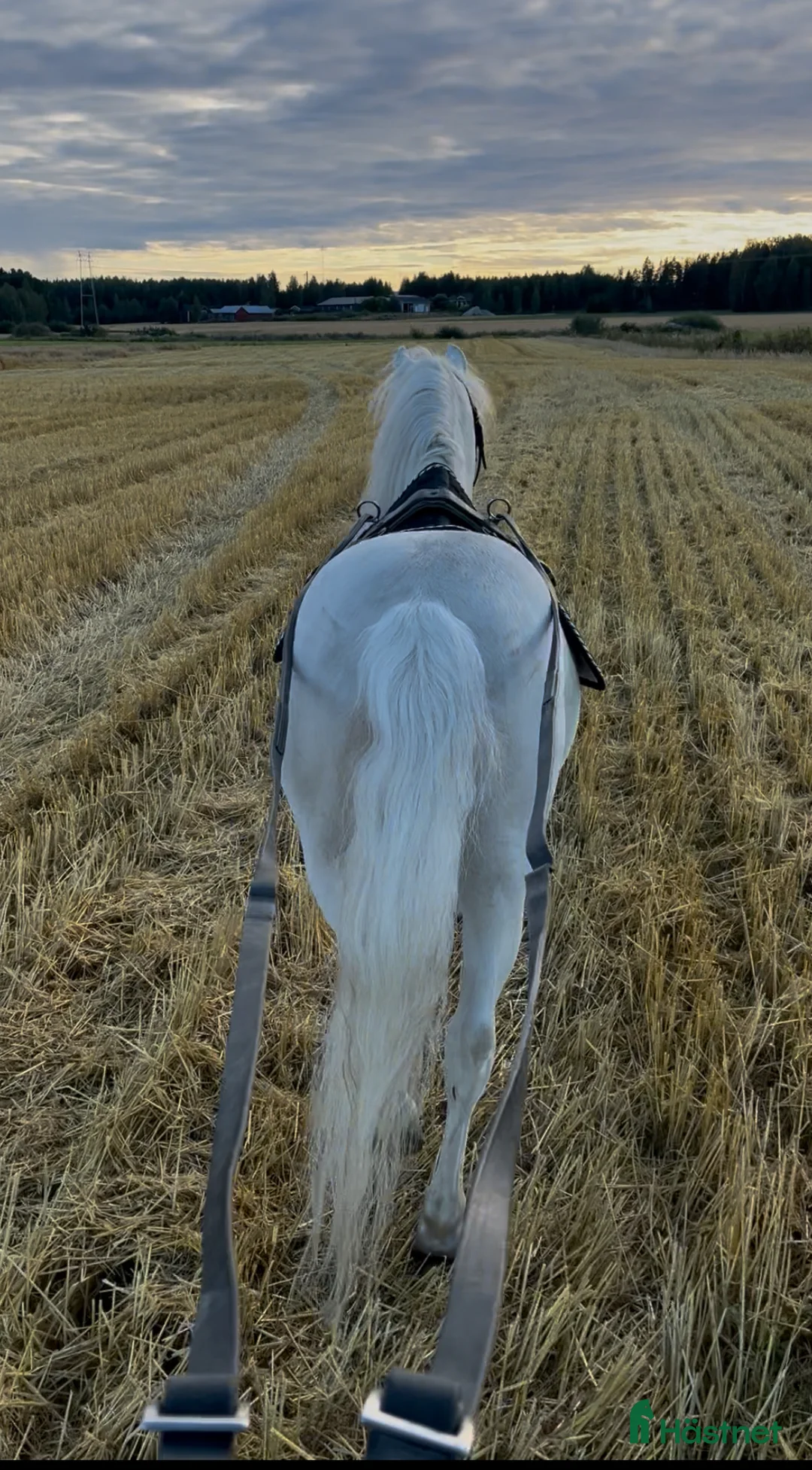 Dressyr hästar till salu: Dream Welsh Pony - Annons 11