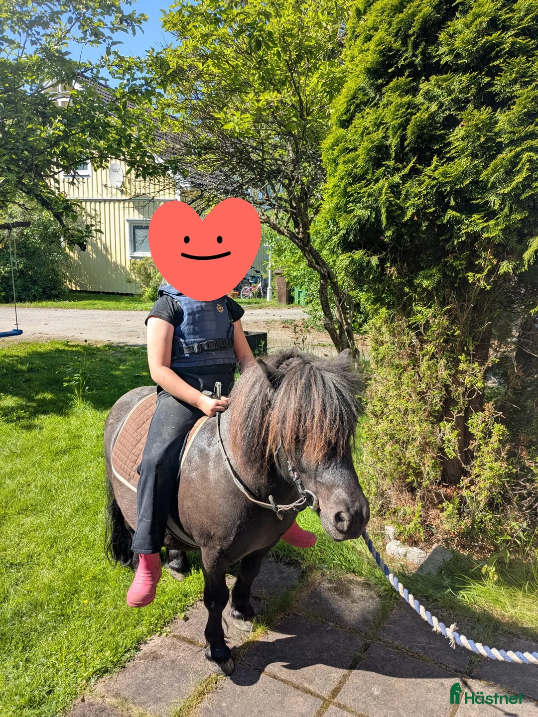 Allround hästar till salu: Snäll, välkörd och riden Shetlandsponny i Forshaga - Annons 8