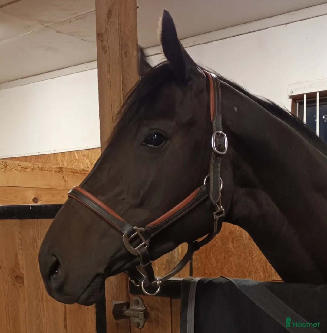 Allround hästar till salu: Vackert välstammat sto till ridning eller avel - Annons 2
