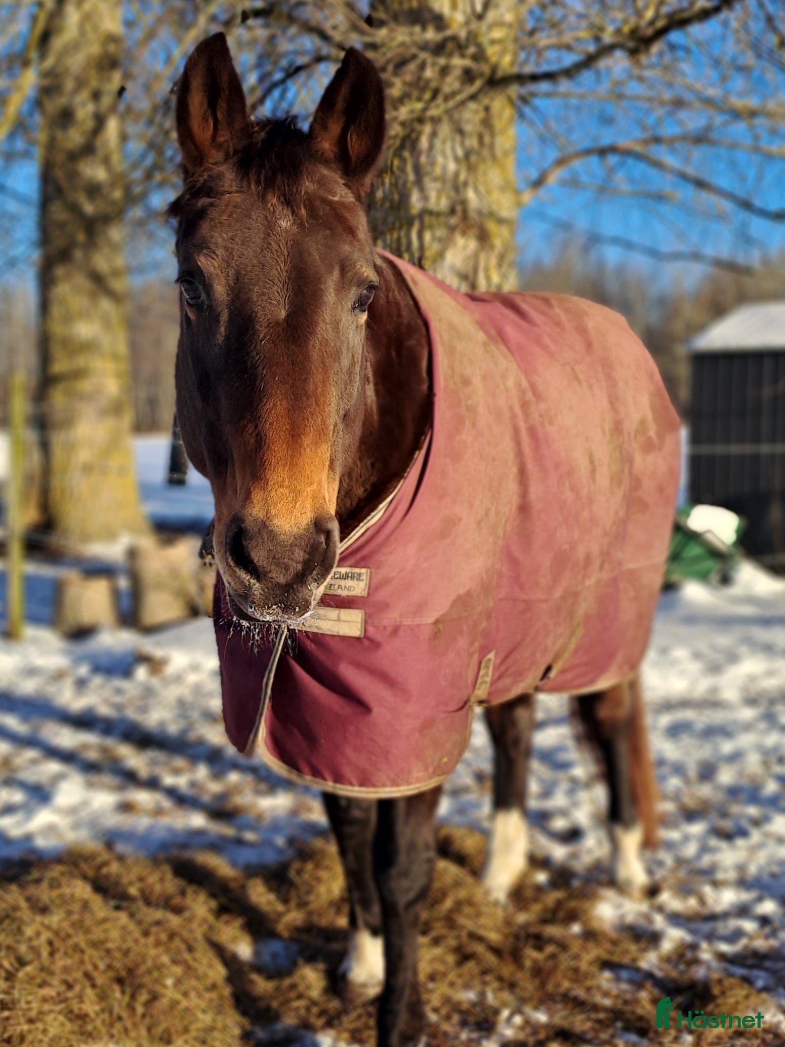  hästar Exklusive hoppy häst  - Annons 2
