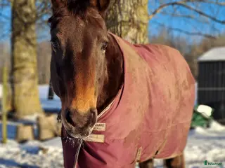 hästar Exklusive hoppy häst - Annons 2