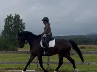 hästar SWB-valack med potential - Annons 3