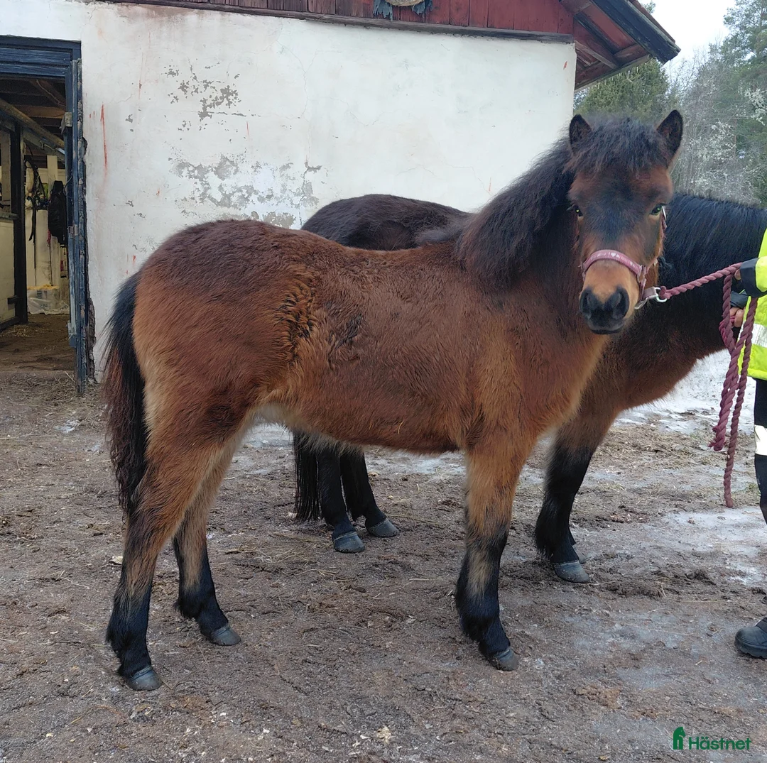 Trav hästar till salu: Supertravstammad 1 åring - Annons 2