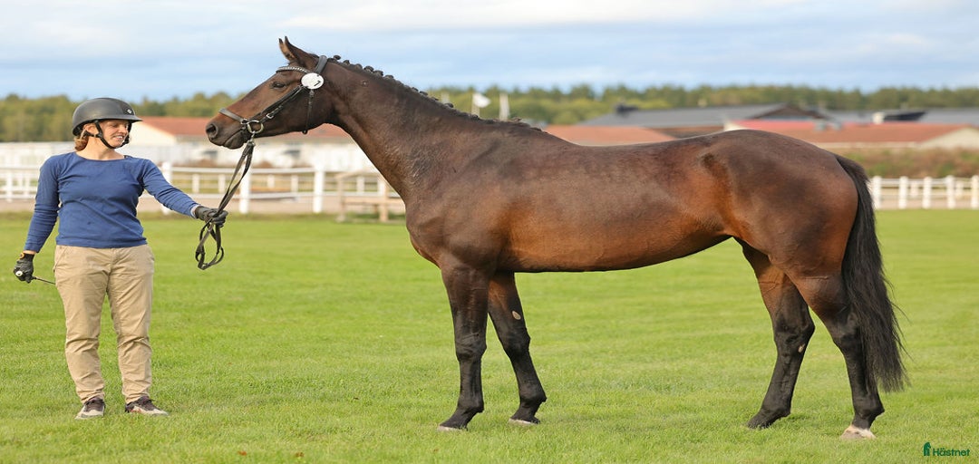 Galleribild {{count}}