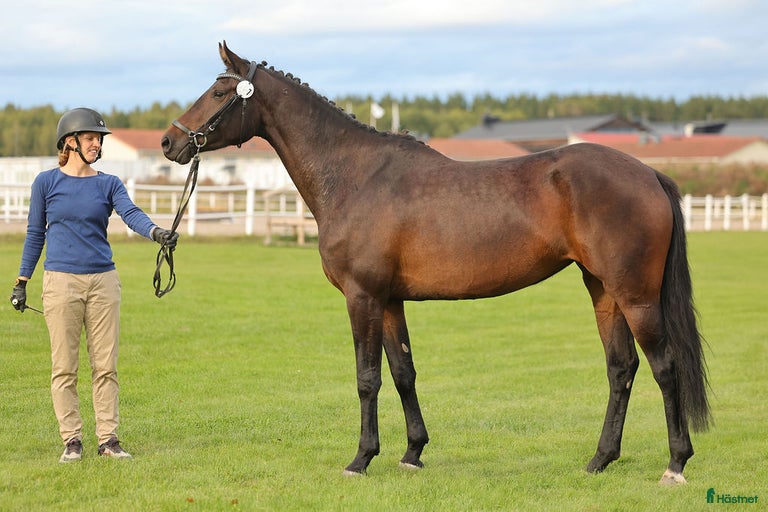 Galleribild {{count}}