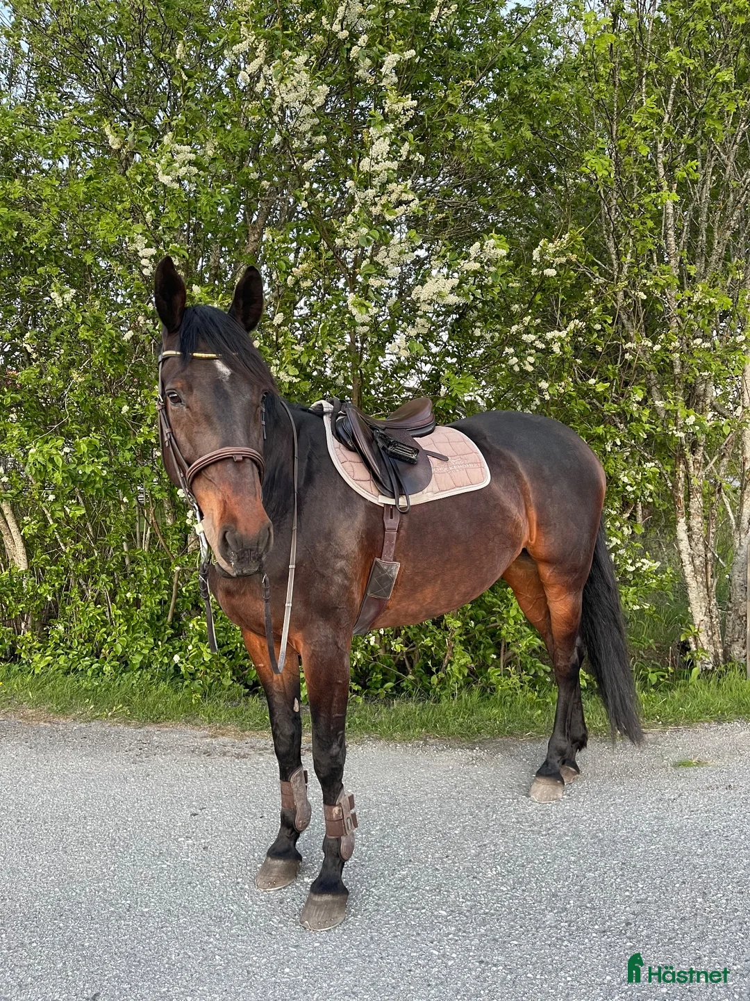 Allround hästar till salu: Lyxig Hobbyhäst! - Annons 2