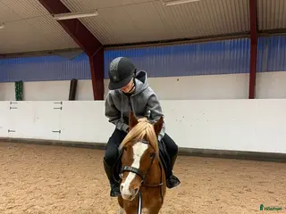 Hoppning hästar till salu: Framtids ponny! - Annons 3