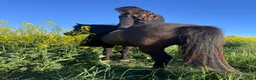 Island hästar till salu: Bästavän i Vellinge - Annons 2