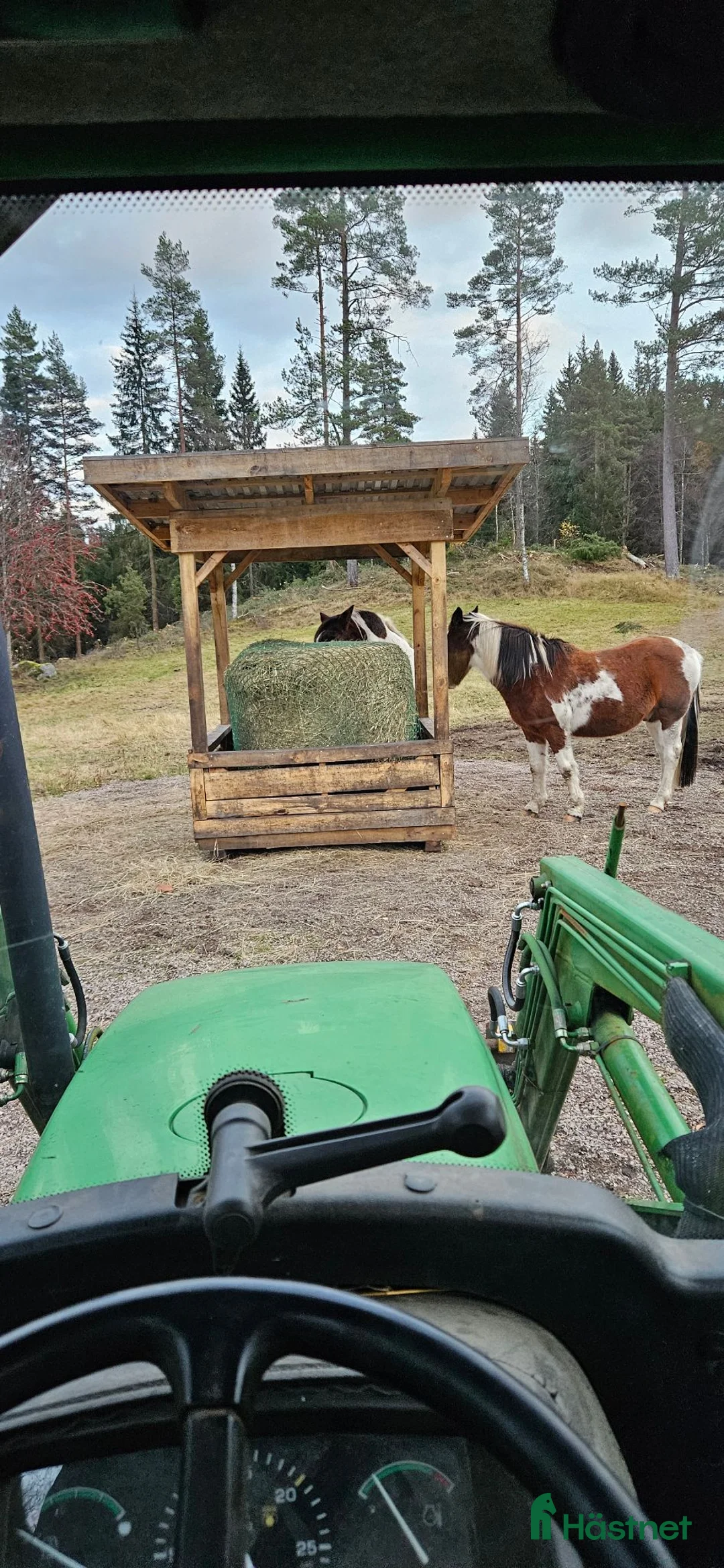  foderhäst sökes: Valack sökes i Mullsjö - Annons 2