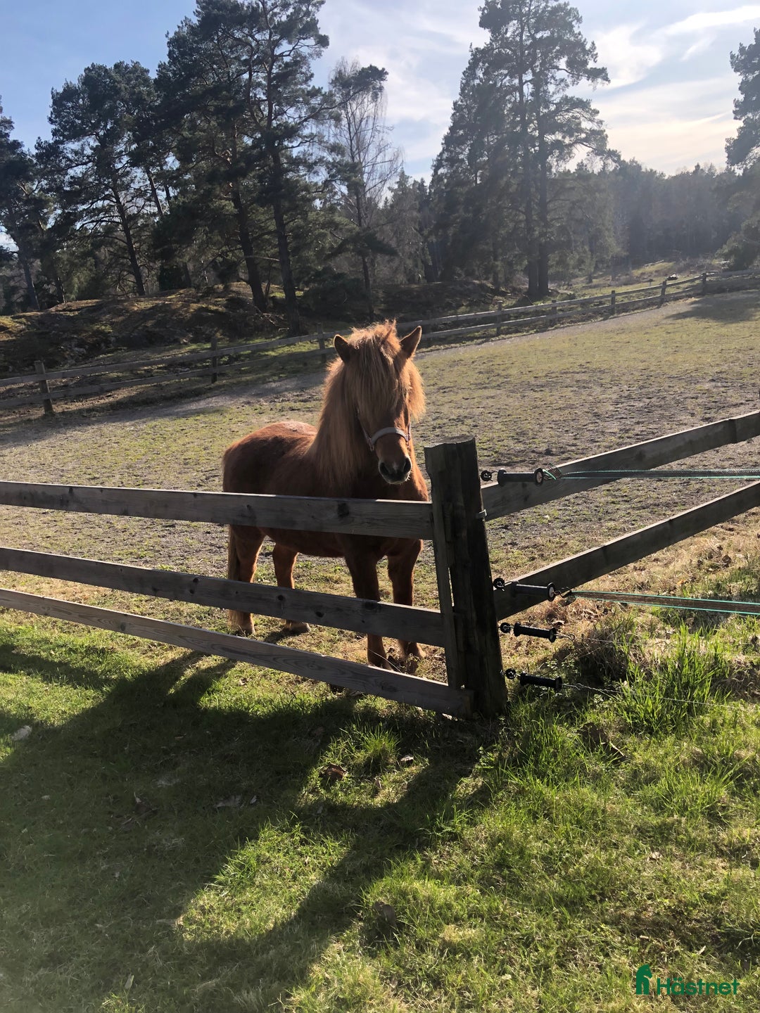 Island hästar till salu: Vackert islandssto i Täby - Annons 10