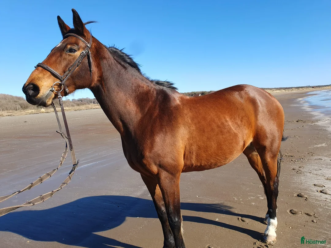 Hoppning hästar till salu: En pärla för tävling och äventyr - Annons 2