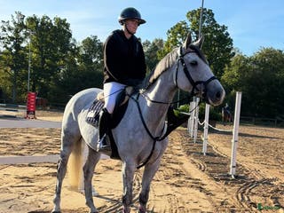 hästar Sto med power för hoppning eller fälttävlan - Annons 1