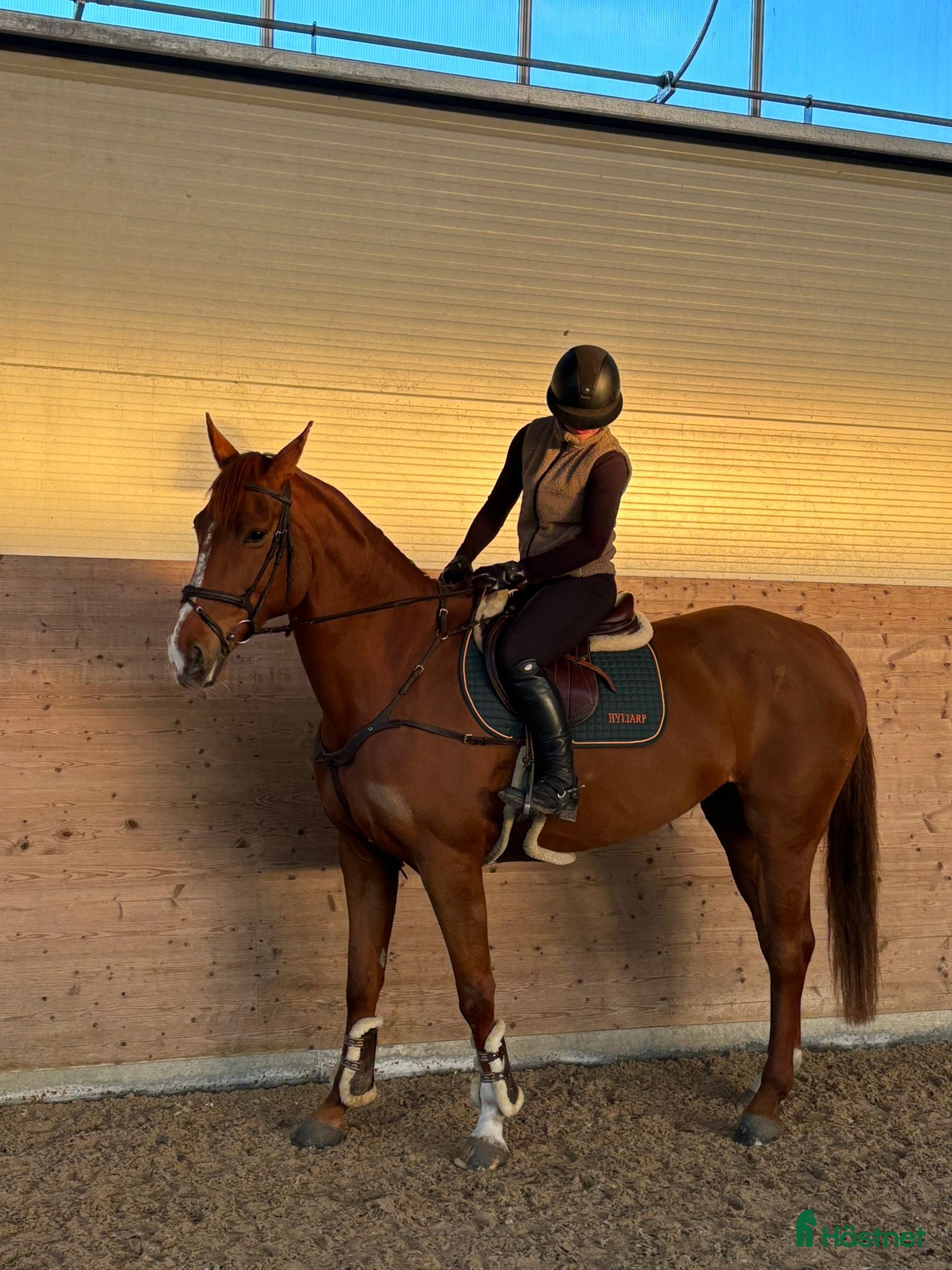  hästar Trevligt sto med mycket potential! i Vellinge - Annons 18