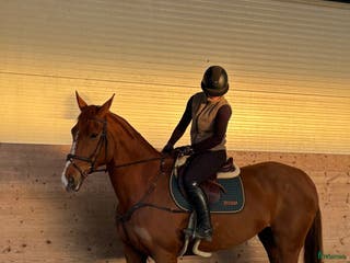 hästar Trevligt sto med mycket potential! i Vellinge - Annons 16