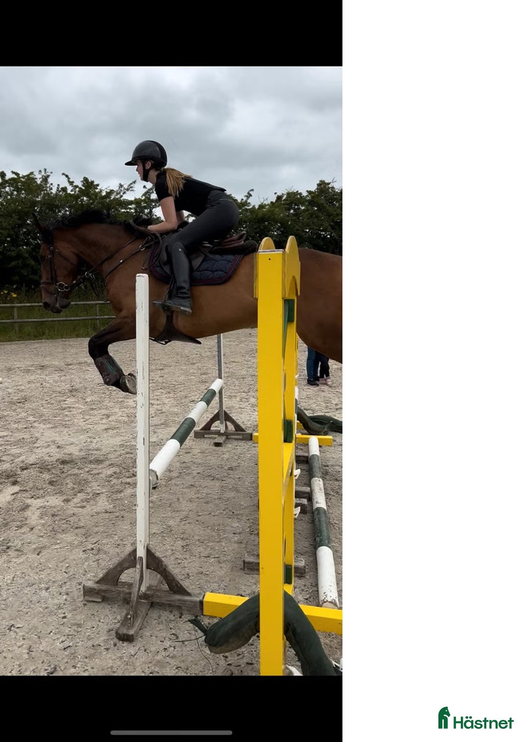 Hoppning hästar till salu: Snill spranghest med stor kapasitet i Nittedal - Annons 14