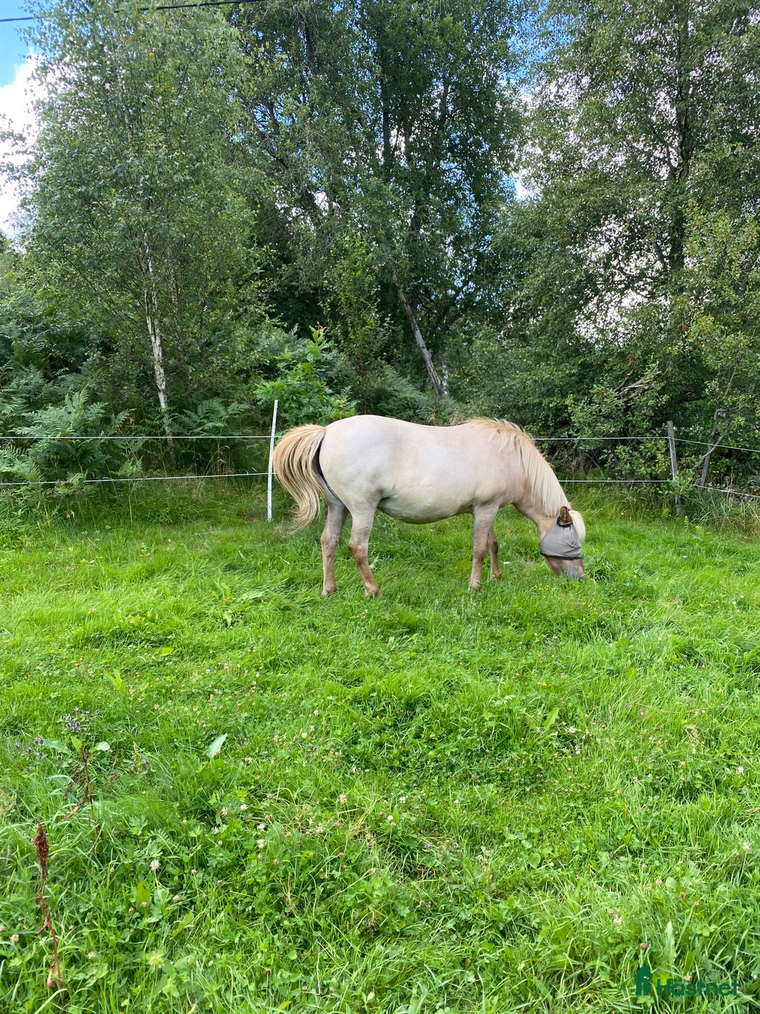 Island hästar till salu: Lugnt och snällt sto i Landvetter - Bild 4