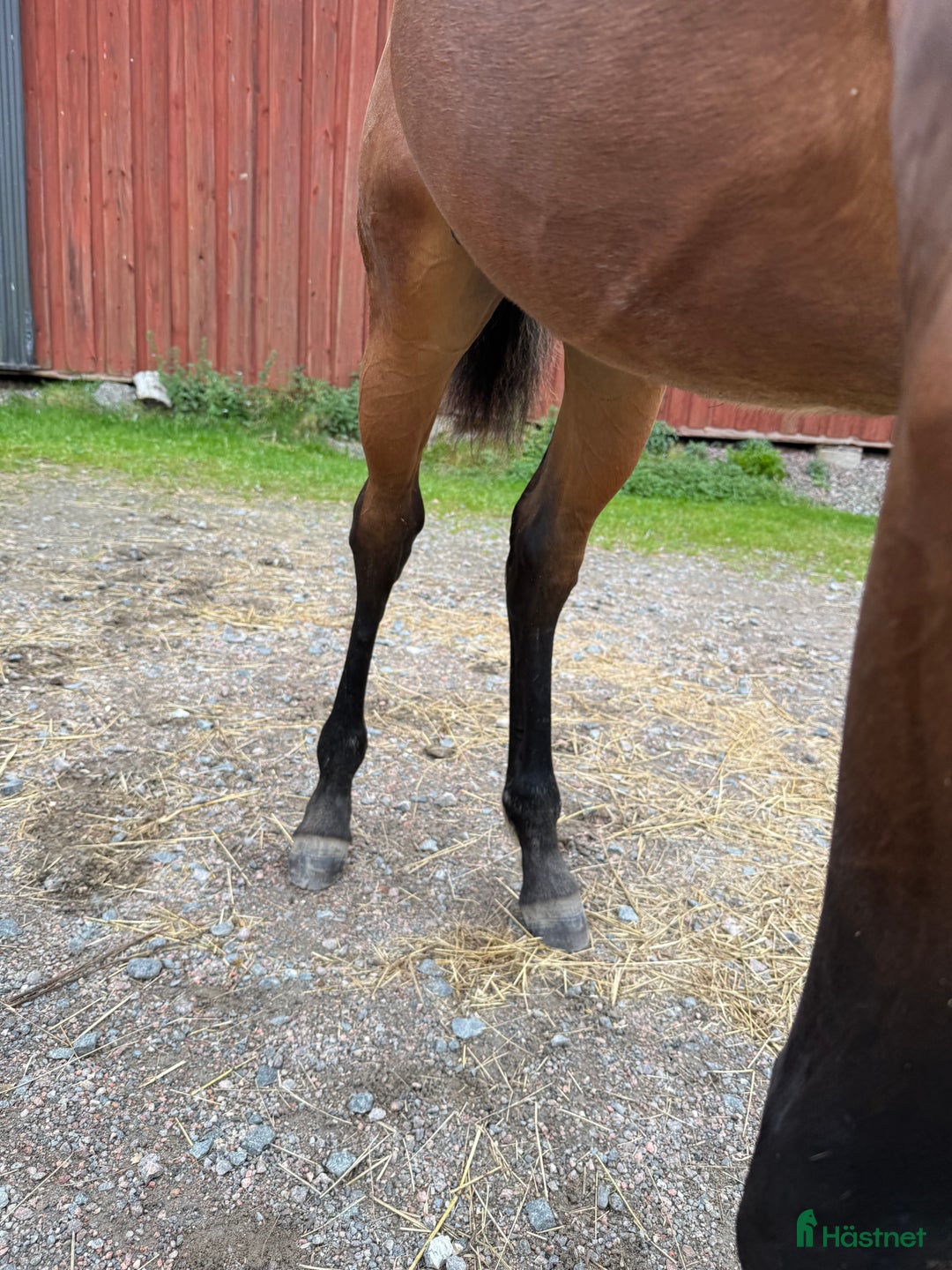 Trav hästar till salu: Välhanterat årsföl e Hayden Hanover i Tystberga - Annons 9