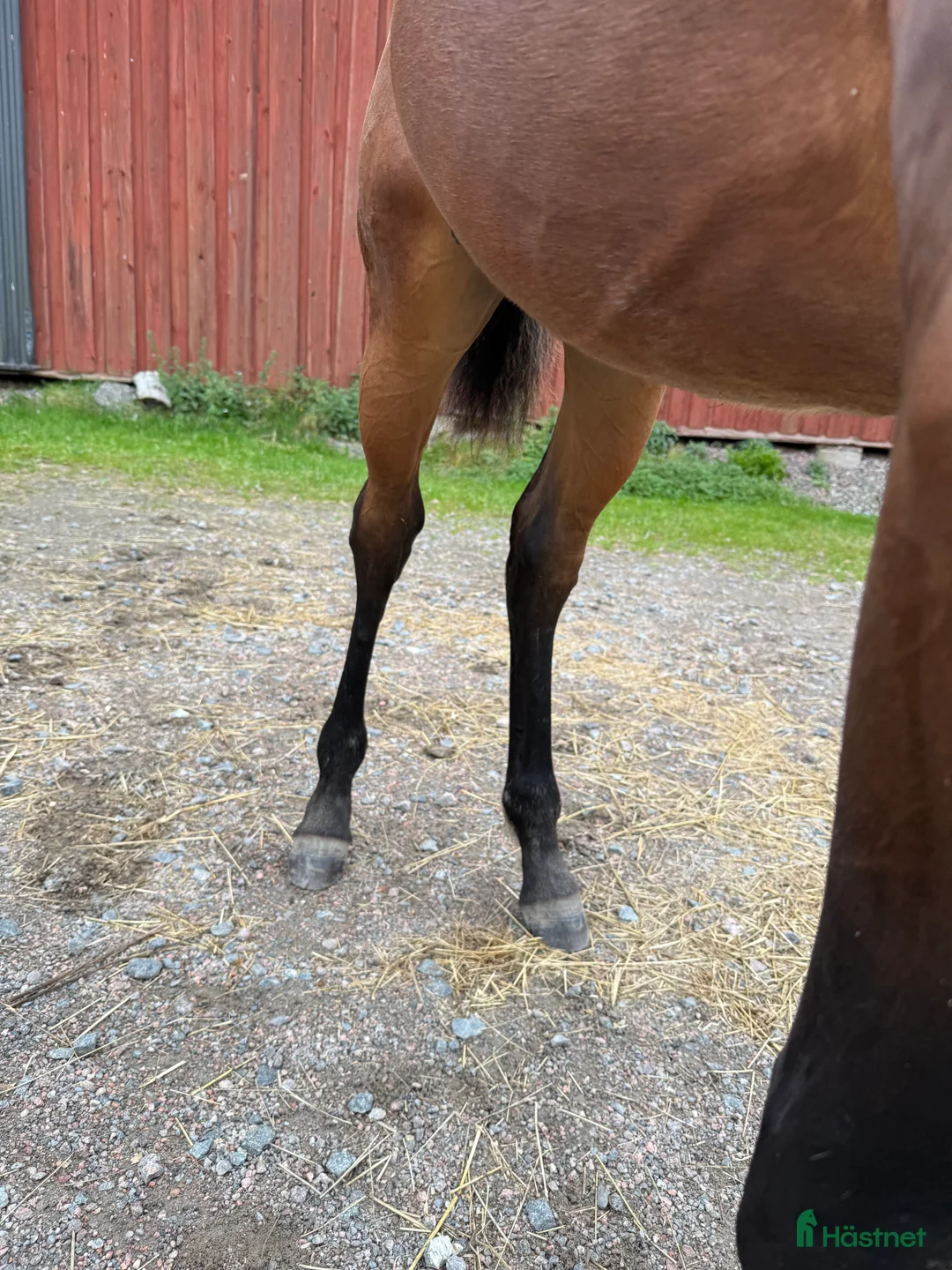 Trav hästar till salu: Välhanterat årsföl e Hayden Hanover i Tystberga - Annons 9