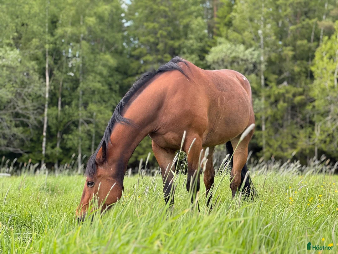 Allround hästar till salu: Världens snällaste kille - Annons 4
