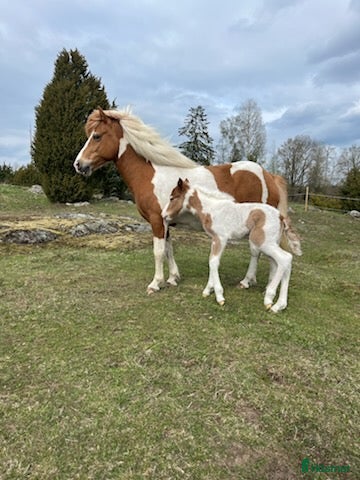  hästar Sto e. Toppur för avel - Annons 5