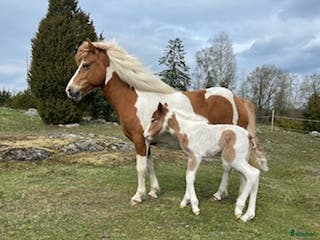 hästar Sto e. Toppur för avel - Annons 5