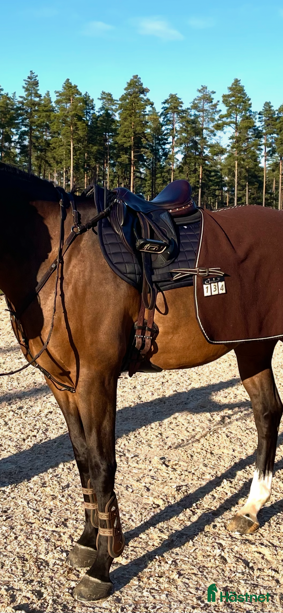 Sadlar hästutrustning till salu: Sadel - Equiline Cross i Örebro - Annons 3