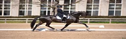 Dressyr hästar till salu: Top dressage horse  - Annons 1
