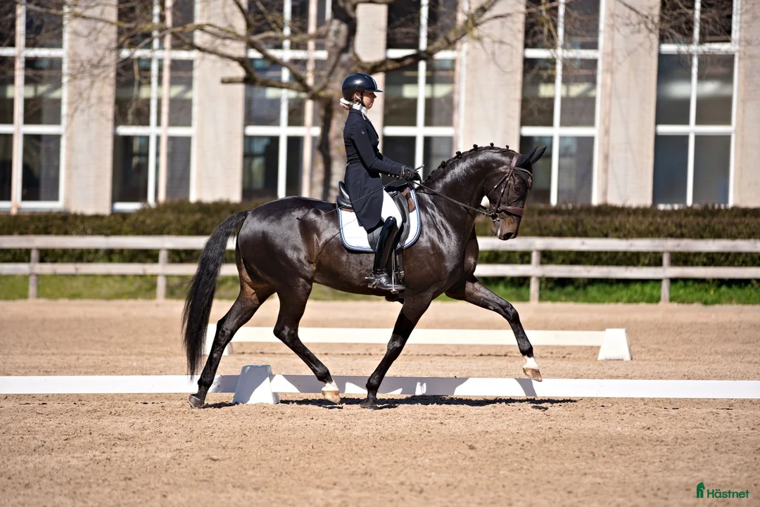 Dressyr hästar till salu: Top dressage horse  - Annons 1