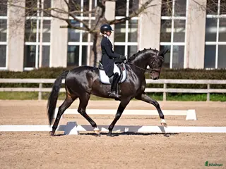hästar Top dressage horse - Annons 7