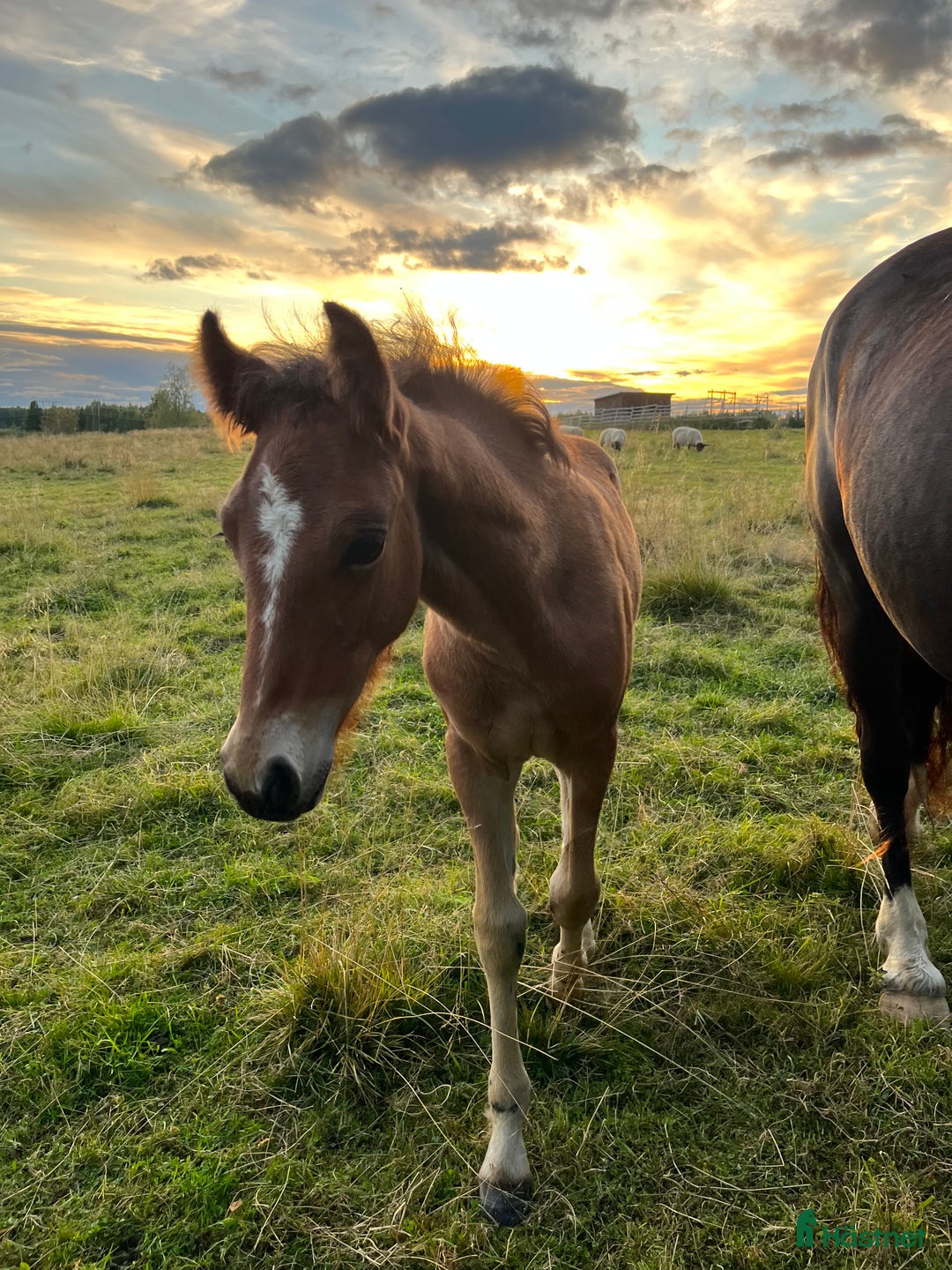 Allround hästar till salu: Elegant o trevligt cob stoföl i Burträsk - Annons 1