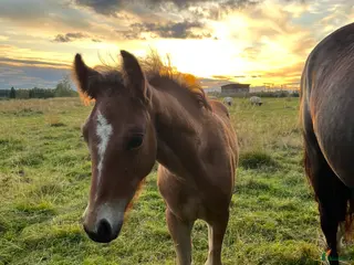 hästar Elegant o trevligt cob stoföl i Burträsk - Annons 19