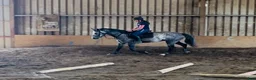 Allround hästar till salu: Connemara gelding 155cm - Annons 11