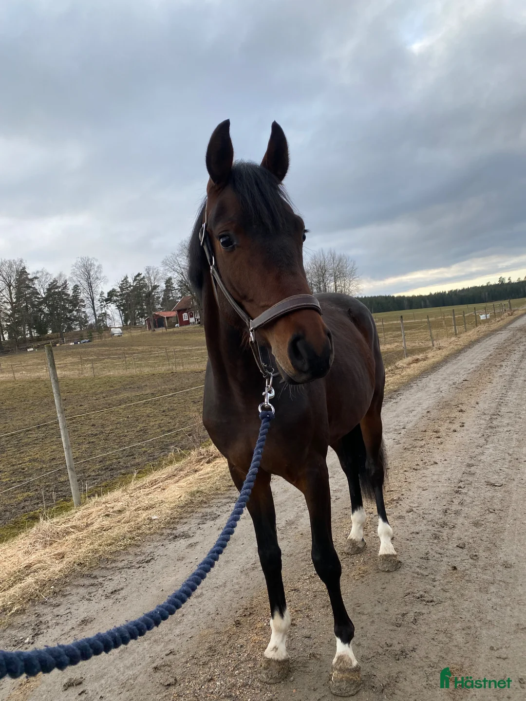 Allround hästar till salu: Vänlig 5 åring  - Annons 2