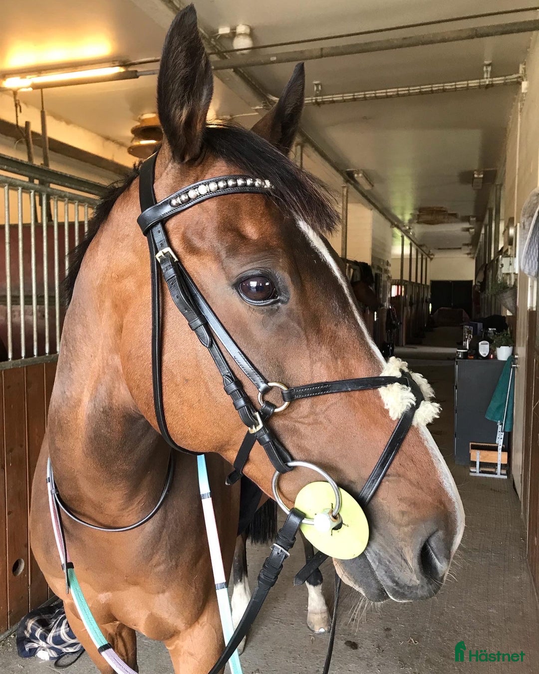 Allround hästar till salu: Glad kille med energi  i Kungälv - Annons 2