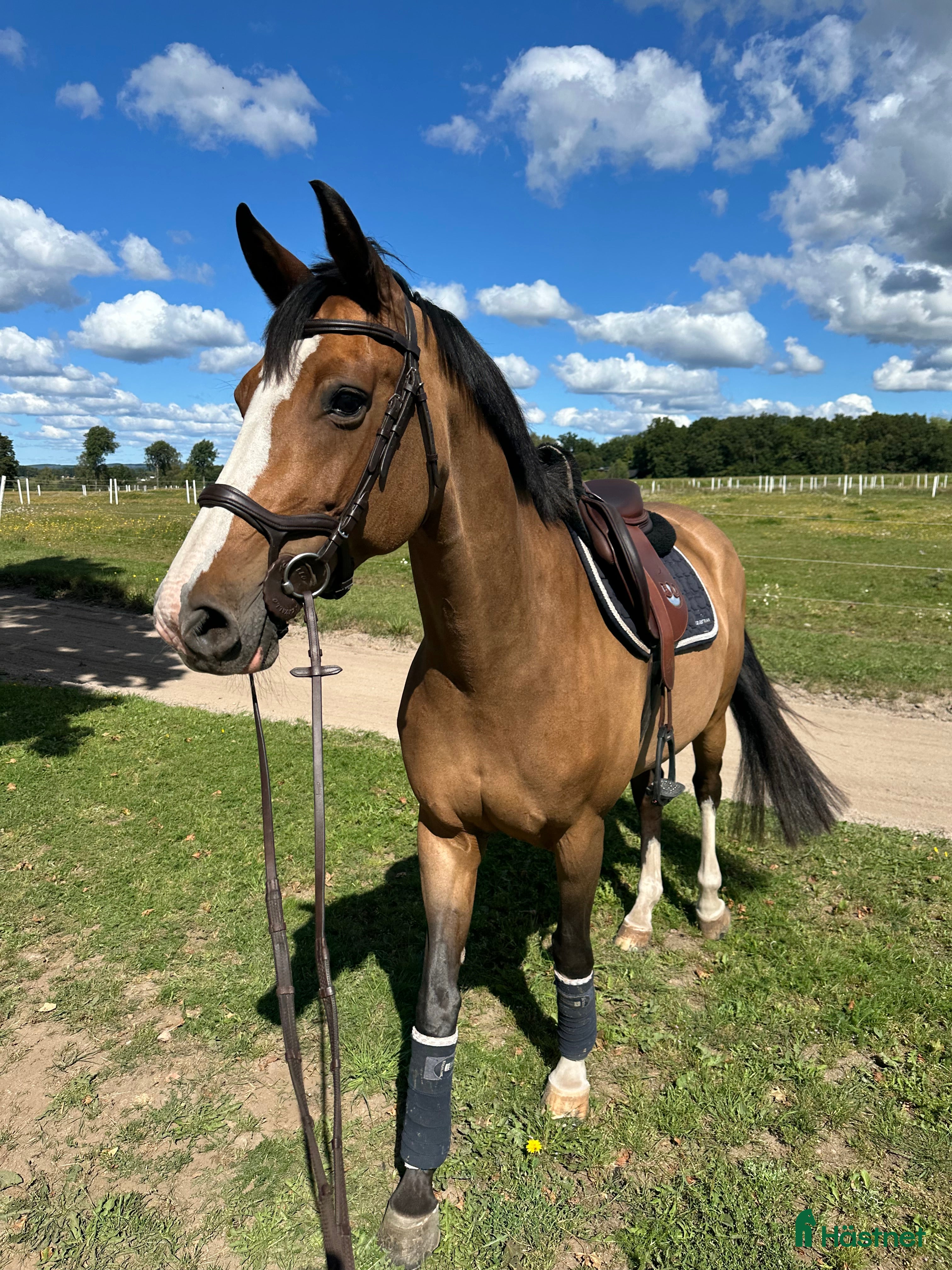  hästar Världens snällaste i Mariefred - Annons 15