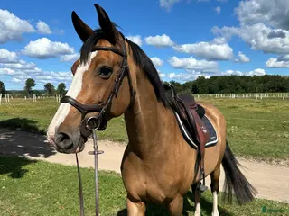 hästar Världens snällaste i Mariefred - Annons 15