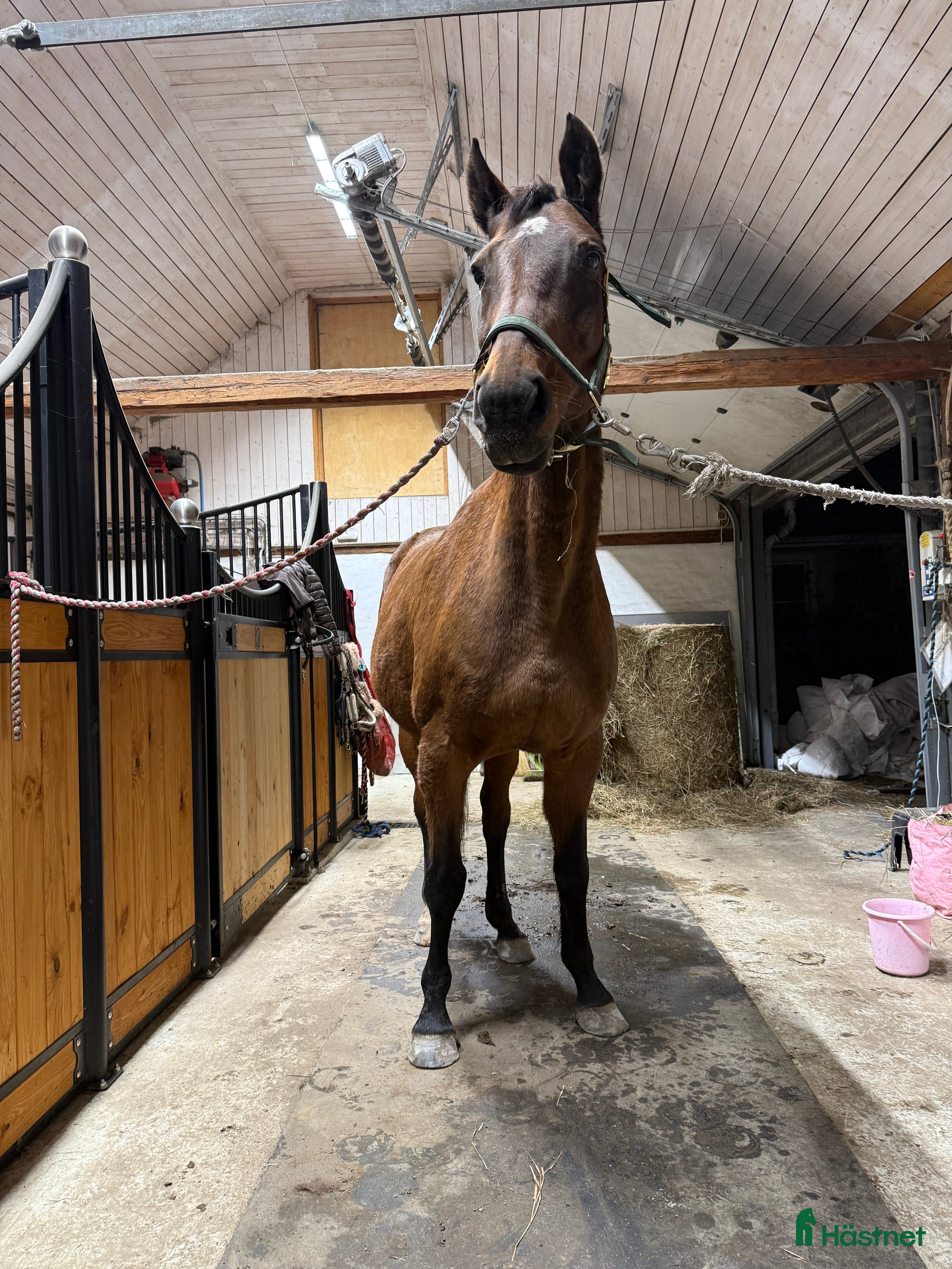  hästar Läromästare och avelssto   Otroligt snäll häst!  i Vallåkra - Annons 7