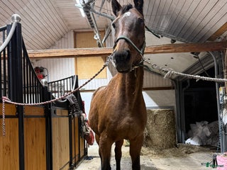 hästar Läromästare och avelssto Otroligt snäll häst! i Vallåkra - Annons 4