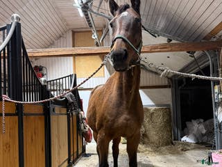 hästar Läromästare och avelssto Otroligt snäll häst! i Vallåkra - Annons 5