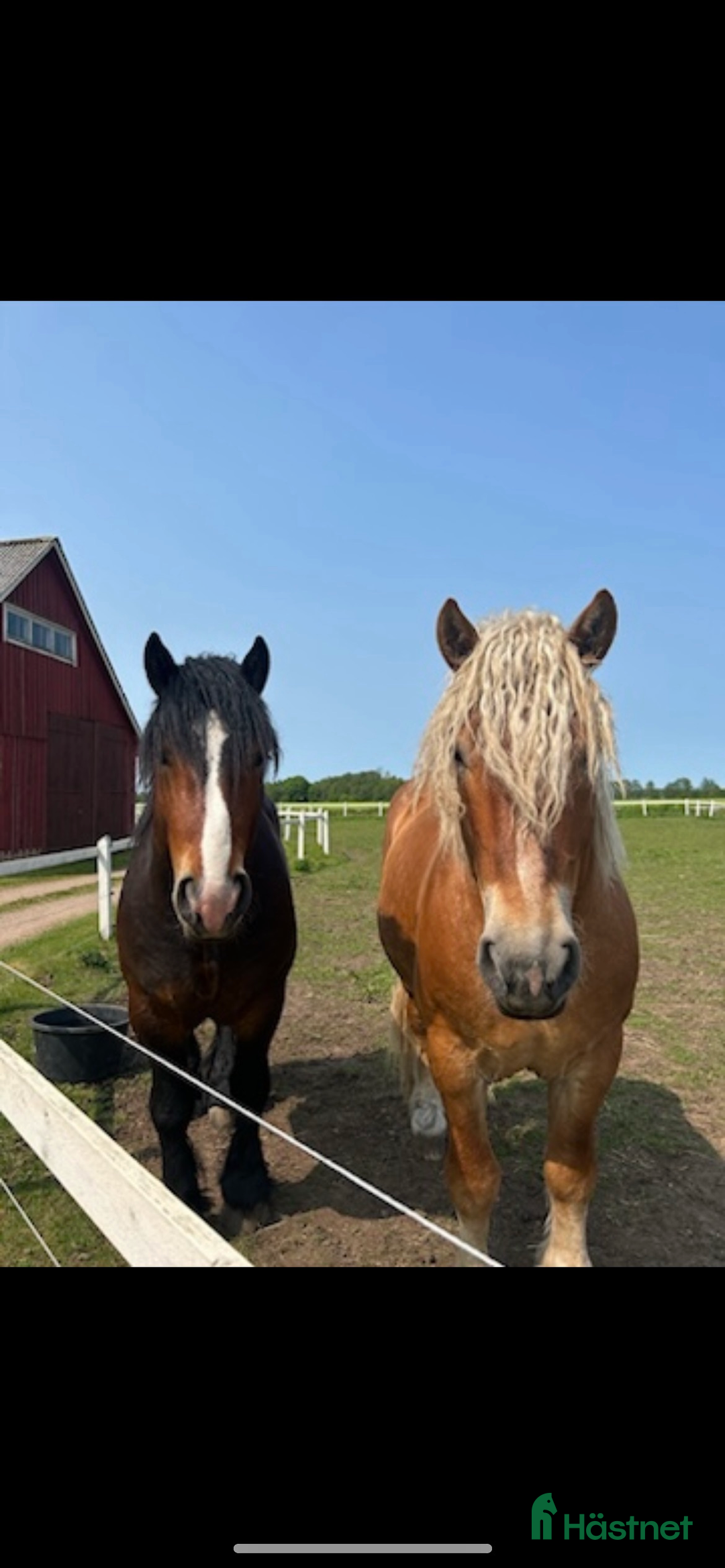 Allround hästar till salu: Två vackra hästar i Eldsberga - Annons 4